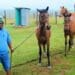 Eastern Cape horse owner Sakhele Ketelo with his mares. Photo: Supplied/Food For Mzansi