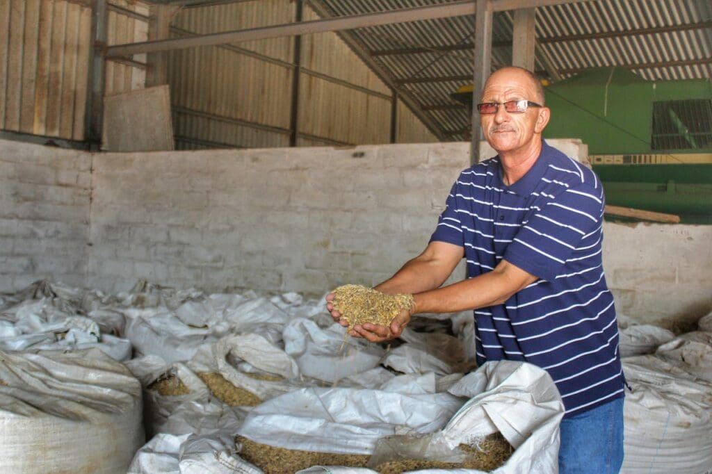 Western Cape farmer Ivan Cloete grows his own barley which he processes into sheep feed. Photo: Duncan Masiwa/Food For Mzansi