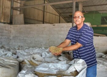 Western Cape farmer Ivan Cloete grows his own barley which he processes into sheep feed. Photo: Duncan Masiwa/Food For Mzansi
