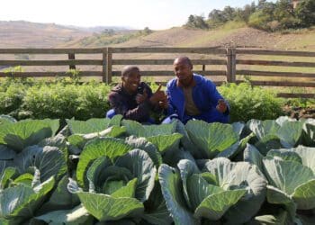 Organic nutrition is at the heart of Thanda's work. The organisation works to ensure food security through creating organic food gardens and farms. Photo: Supplied/Food For Mzansi