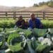 Organic nutrition is at the heart of Thanda's work. The organisation works to ensure food security through creating organic food gardens and farms. Photo: Supplied/Food For Mzansi
