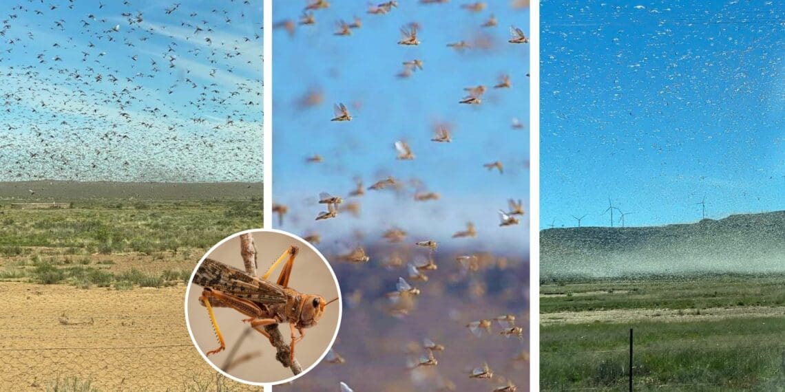 Swarms of brown locusts have been spotted in different areas of the Northern Cape. Photo: Supplied/Food For Mzansi