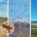Swarms of brown locusts have been spotted in different areas of the Northern Cape. Photo: Supplied/Food For Mzansi