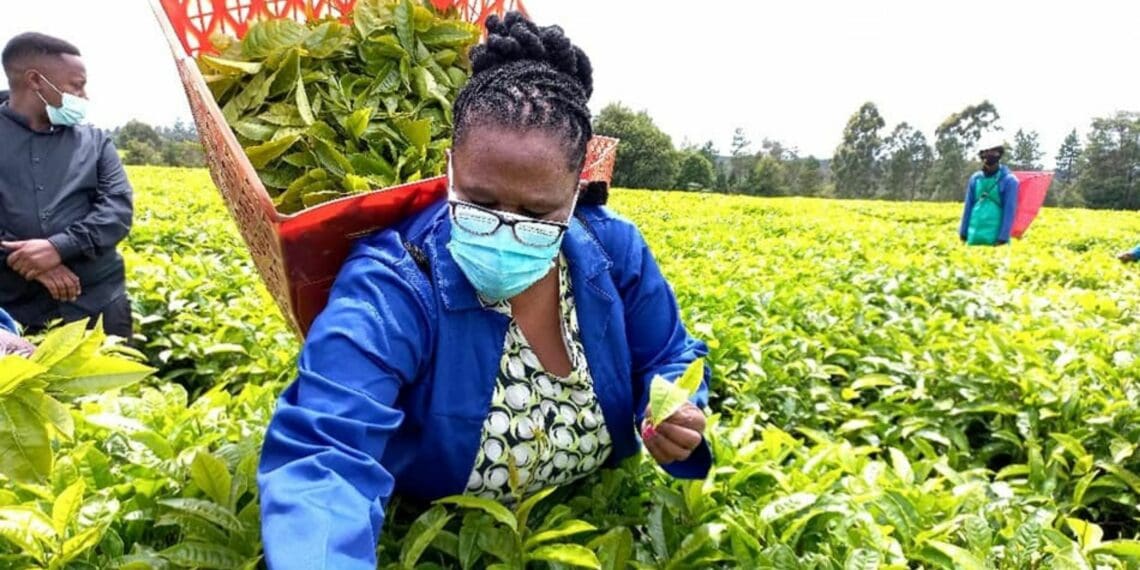 The Eastern Cape MEC for rural development and agrarian reform, Nonkqubela Pieters, picking tea leaves at the Magwa tea estate near Lusikisiki. Together with the Majola tea estate in Port St Johns, it forms the company Magwa Enterprise Tea (MET). Photo: Supplied/Food For Mzansi