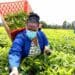 The Eastern Cape MEC for rural development and agrarian reform, Nonkqubela Pieters, picking tea leaves at the Magwa tea estate near Lusikisiki. Together with the Majola tea estate in Port St Johns, it forms the company Magwa Enterprise Tea (MET). Photo: Supplied/Food For Mzansi