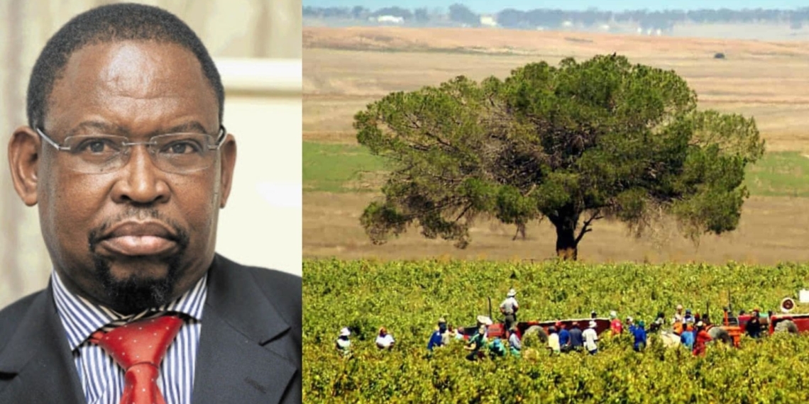 Ahead of finance minister Enoch Godongwana's Midterm Budget Policy Statement, agricultural role players say there are several interventions within minister Godongwana’s control that impact on the sector. Photo: Supplied/Food For Mzansi