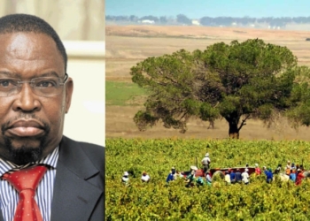 Ahead of finance minister Enoch Godongwana's Midterm Budget Policy Statement, agricultural role players say there are several interventions within minister Godongwana’s control that impact on the sector. Photo: Supplied/Food For Mzansi