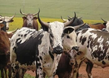 An upsurge in livestock theft cases in Ganyesa in North West have some farmers pointing to traditional healers. Photo: Supplied/Food For Mzansi