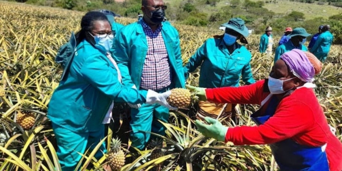 MEC for rural development and agrarian reform, Nonkqubela Pieters visiting pineapple farmers in the Ngqushwa area. Photo: Supplied/DRDAR