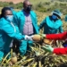 MEC for rural development and agrarian reform, Nonkqubela Pieters visiting pineapple farmers in the Ngqushwa area. Photo: Supplied/DRDAR