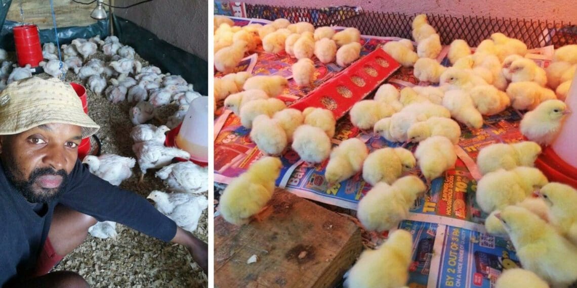 Manuel Mapossa, founder and managing director of DeeMap Poultry. Photo: Supplied/Food For Mzansi