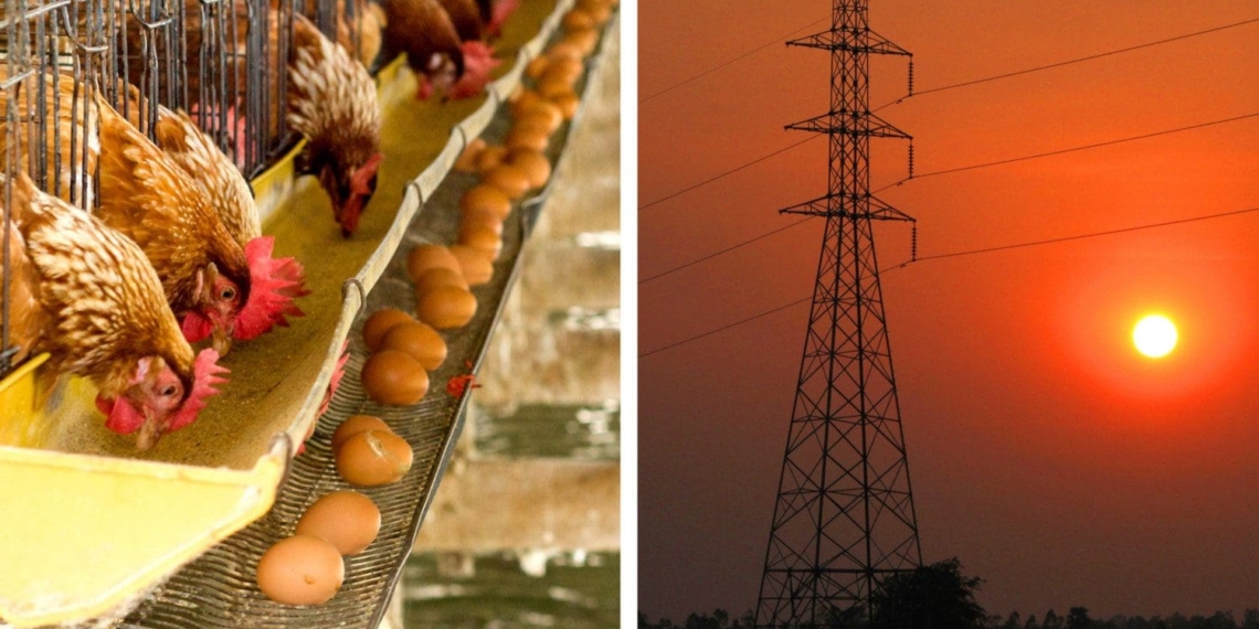 Poultry farmers are especially hard hit by load shedding, of which Mzansi has seen more this year than in any year before. Photos: Supplied/Food For Mzansi