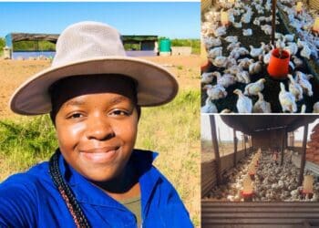 Maphate Rakoma married her passion for community upliftment and entrepreneurship to start a poultry enterprise in a rural village called Nobody in Limpopo. Photo: Supplied/Food For Mzansi