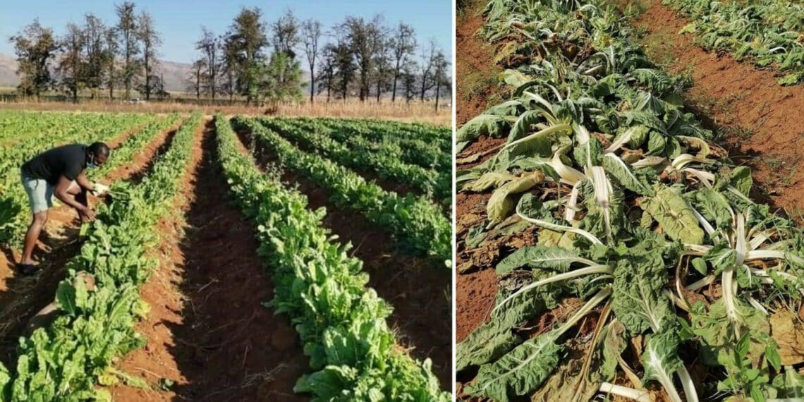 A heart-breaking before and after: an entire spinach harvest lost in a 48-hour power outage that prevented irrigation. Photo: Supplied/Food For Mzansi