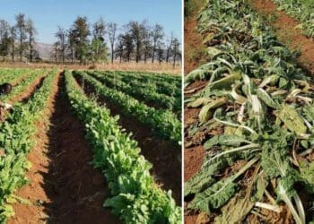 A heart-breaking before and after: an entire spinach harvest lost in a 48-hour power outage that prevented irrigation. Photo: Supplied/Food For Mzansi