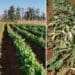 A heart-breaking before and after: an entire spinach harvest lost in a 48-hour power outage that prevented irrigation. Photo: Supplied/Food For Mzansi