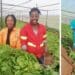Applications towards commercialisation close in ten days