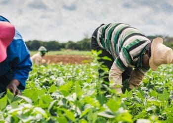 The Spar rural hub initiative started off focused on low-value produce, but later moved into high-value produce like cocktail tomatoes and baby vegetables which are sent to the group's distribution centres. Photo: Supplied/Food For Mzansi