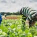 The Spar rural hub initiative started off focused on low-value produce, but later moved into high-value produce like cocktail tomatoes and baby vegetables which are sent to the group's distribution centres. Photo: Supplied/Food For Mzansi