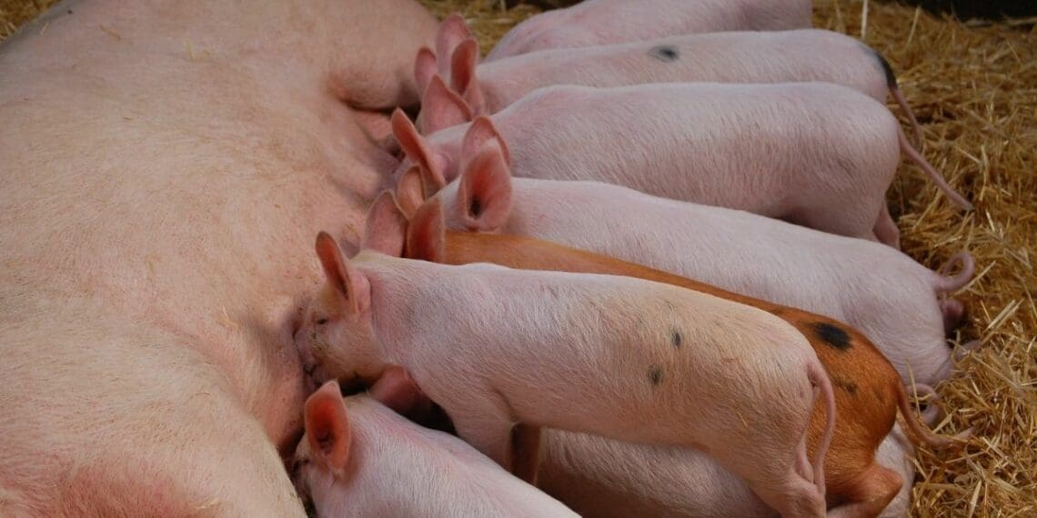 Boarbetter is a revolutionary new reproductive aid for pigs. Photo: Alan Roberts/Unsplash
