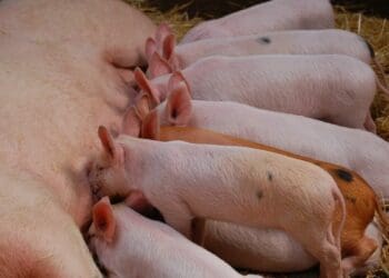 Boarbetter is a revolutionary new reproductive aid for pigs. Photo: Alan Roberts/Unsplash
