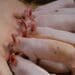 Boarbetter is a revolutionary new reproductive aid for pigs. Photo: Alan Roberts/Unsplash