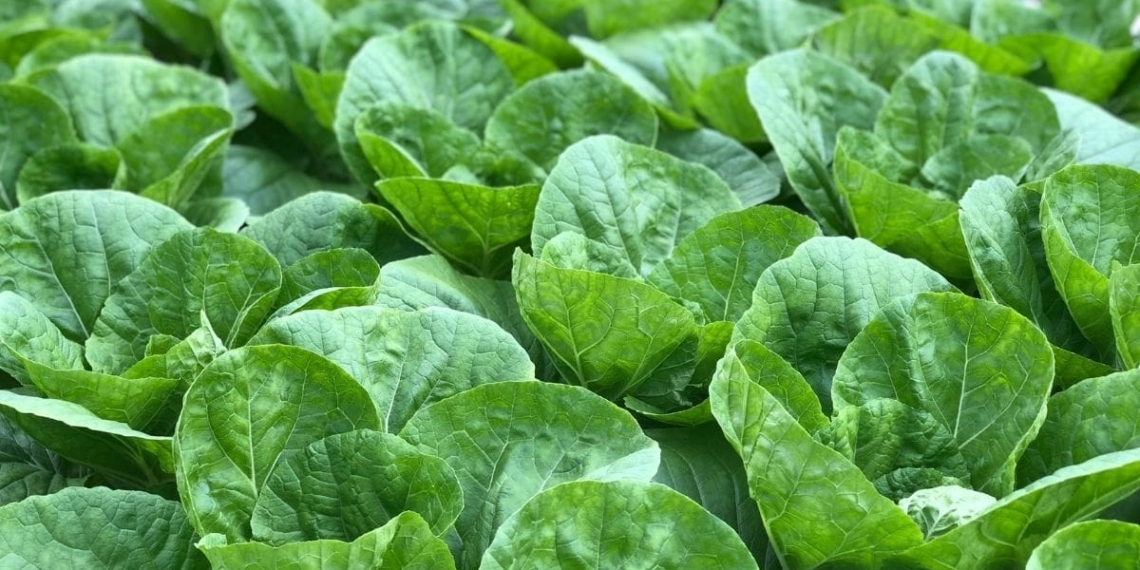 Starting a vegetable farming venture can be expensive, so you have to plan properly and minimise mistakes. Photo: Soo Ann Woon/Unsplash