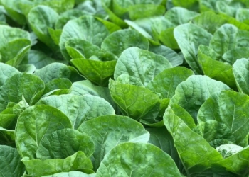 Starting a vegetable farming venture can be expensive, so you have to plan properly and minimise mistakes. Photo: Soo Ann Woon/Unsplash