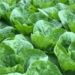 Starting a vegetable farming venture can be expensive, so you have to plan properly and minimise mistakes. Photo: Soo Ann Woon/Unsplash