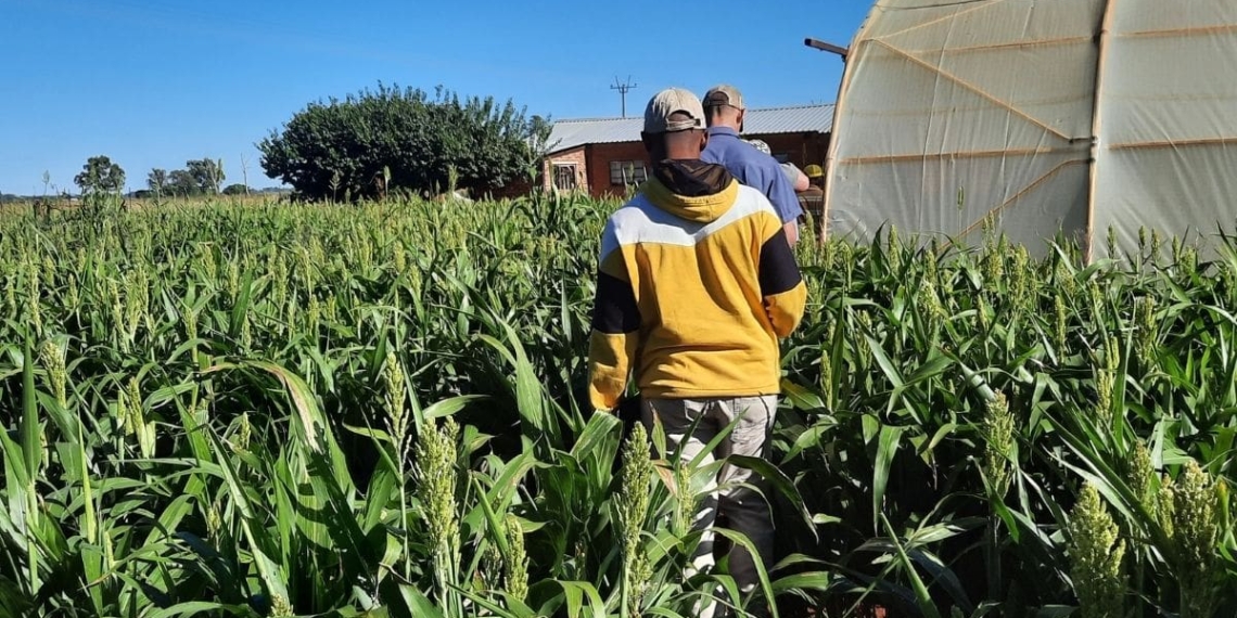 A partnership between Peritum Agri Institute and Reitz Landbou Akademie has made the Gap Year in Agriculture possible. Photo: Supplied/Food For Mzansi