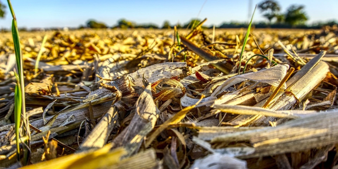 Malawian farmers were devastated by a number of factors that destroyed their crops this year. They have received funding from the United Nations World Food Programme. Photo: Supplied/Food For Mzansi