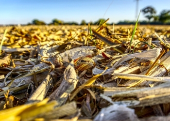 Malawian farmers were devastated by a number of factors that destroyed their crops this year. They have received funding from the United Nations World Food Programme. Photo: Supplied/Food For Mzansi