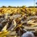 Malawian farmers were devastated by a number of factors that destroyed their crops this year. They have received funding from the United Nations World Food Programme. Photo: Supplied/Food For Mzansi