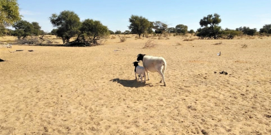 Farmers complain that government is slow to react to challenges faced by drought-stricken areas. Photo: Supplied/Food For Mzansi