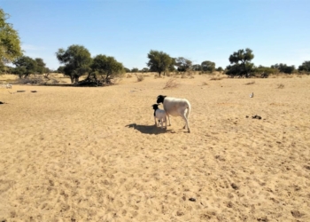Farmers complain that government is slow to react to challenges faced by drought-stricken areas. Photo: Supplied/Food For Mzansi
