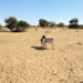 Farmers complain that government is slow to react to challenges faced by drought-stricken areas. Photo: Supplied/Food For Mzansi