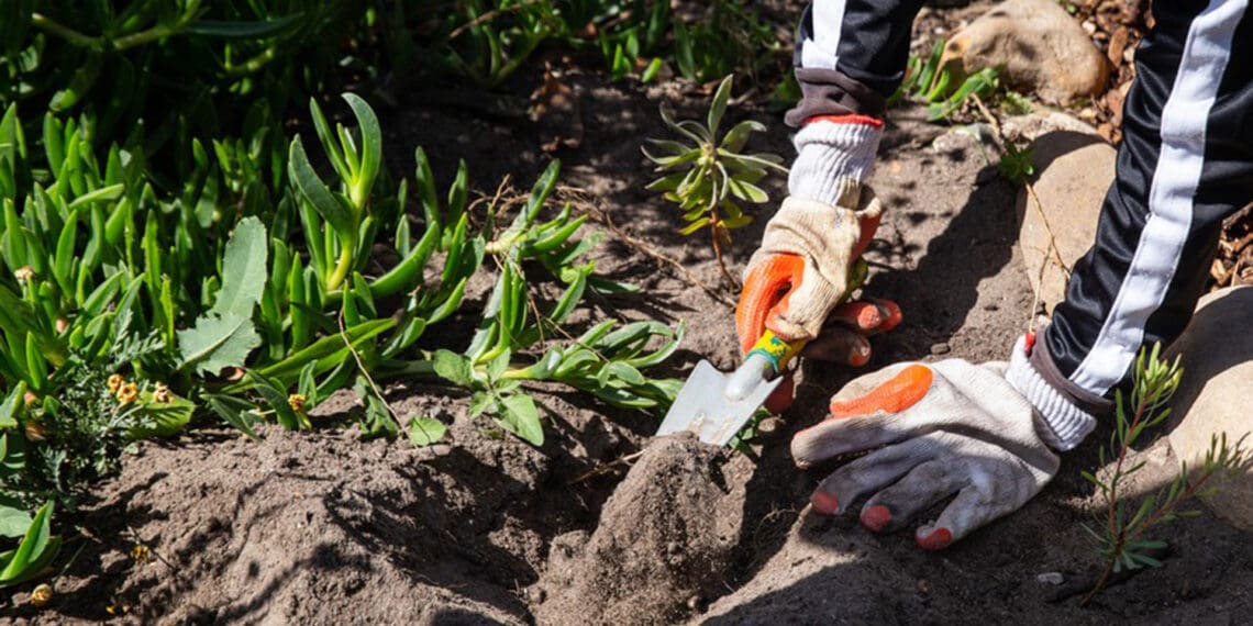 Children from Cypress Primary School plant fynbos as part of the Greenpop’s “Fynbos for the Future” project. Photo: Ashraf Hendricks