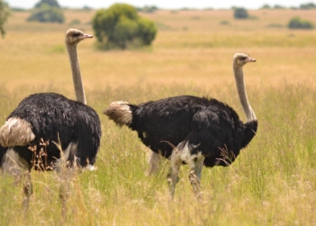 Grant Krige, the owner of Chelmsford Farm, is being investigated for animal cruelty after an hour-long hailstorm struck and killed 450 ostriches on his farm. Supplied/Pexels