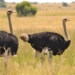 Grant Krige, the owner of Chelmsford Farm, is being investigated for animal cruelty after an hour-long hailstorm struck and killed 450 ostriches on his farm. Supplied/Pexels