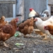 Roleplayers say that the Trade, Industry and Competition Minister Ebrahim Patel made a poor decision to open the SA poultry market to unhindered dumping. Photo: Supplied/Food For Mzansi