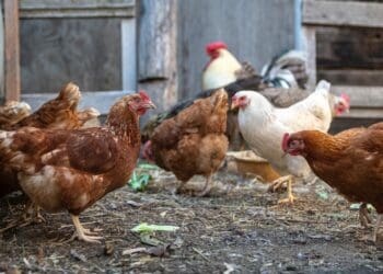 A well-known poultry organisation meant to help and develop farmers has been accused by farmers of receiving money for goods and services never delivered. Photo: Supplied/Food For Mzansi