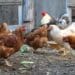 A well-known poultry organisation meant to help and develop farmers has been accused by farmers of receiving money for goods and services never delivered. Photo: Supplied/Food For Mzansi