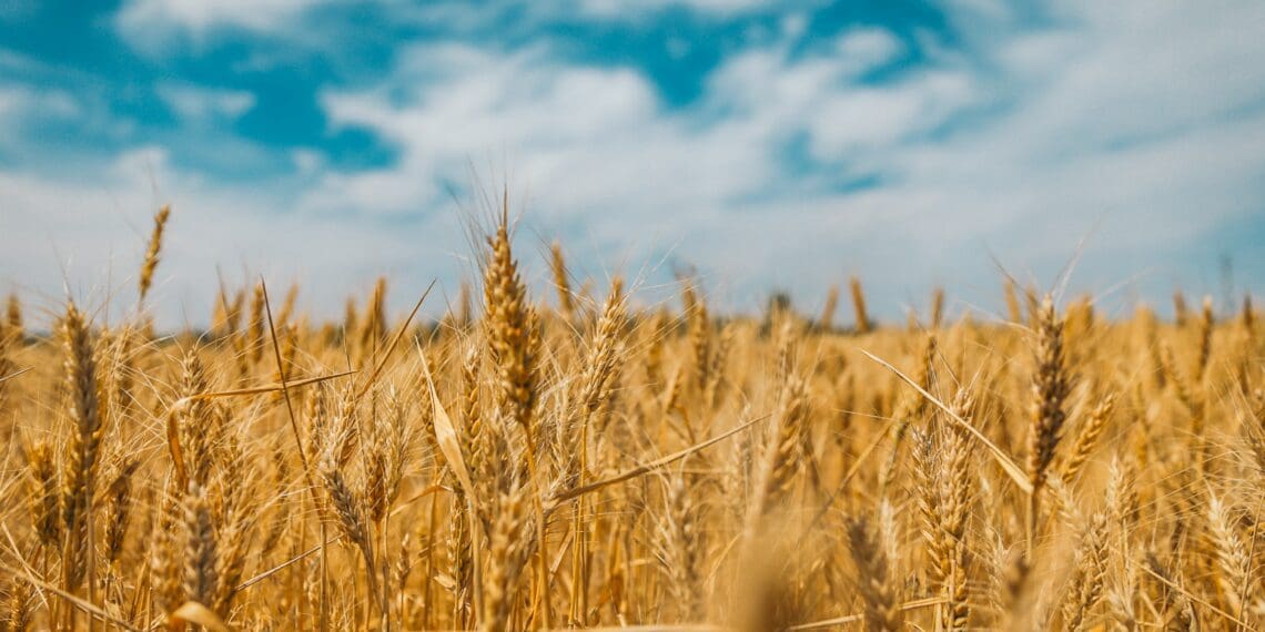 Grain marketing is vital for success. An agricultural economist explains why. Photo: Polina Rytiva/Unsplash