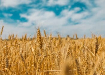 Grain marketing is vital for success. An agricultural economist explains why. Photo: Polina Rytiva/Unsplash