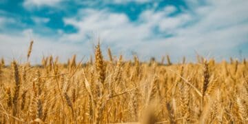 Grain marketing is vital for success. An agricultural economist explains why. Photo: Polina Rytiva/Unsplash