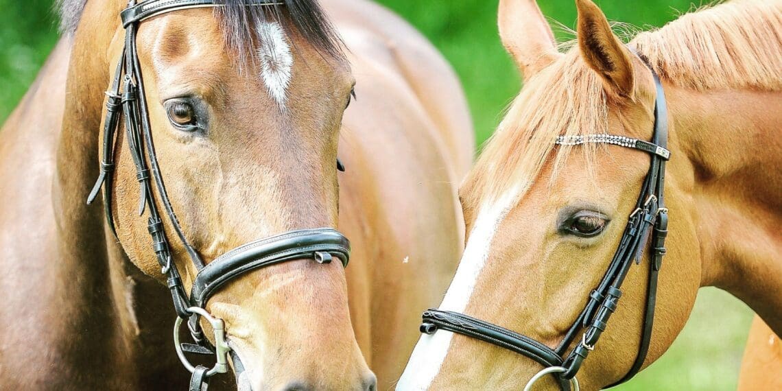 Horse owners and breeders are reminded that it is an offense vaccinate their horses in the AHS-controlled area after 31 October, unless written exemption has been granted. Photo: Raphael Wicker/Unsplash