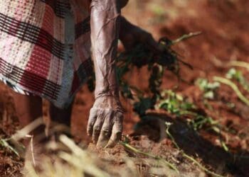 The Eastern Cape has earned a reputation for blatant corruption and farmers who are trying to establish themselves are often overlooked. Photo: Supplied/Food For Mzansi