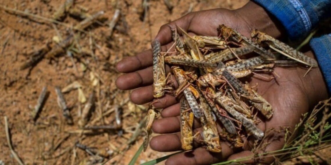 Aerial spraying to stop locust invasion have been suspended. Photo: Supplied/ Food For Mzansi