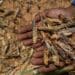 Aerial spraying to stop locust invasion have been suspended. Photo: Supplied/ Food For Mzansi