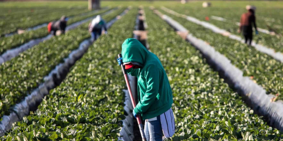 The Women on Farms Project says farm workers in the Western Cape are exposed to pesticides by virtue of working in the vineyards and they do not have any protective clothes, gloves, or masks, when they are doing the spraying or working in the vineyards. Photo: Supplied/Food For Mzansi